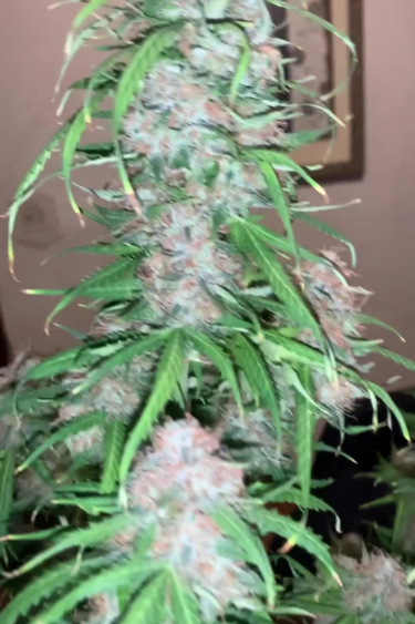Big Bud Auto