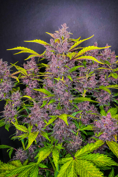 Instagram Blackberry Auto