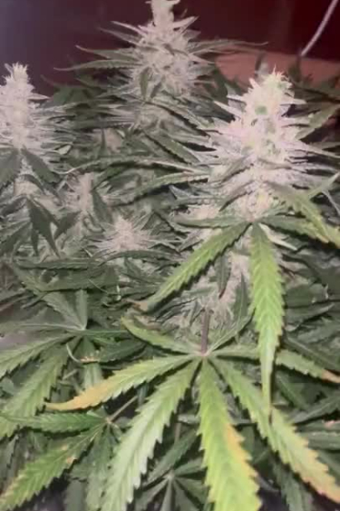 Blue Dream Auto
