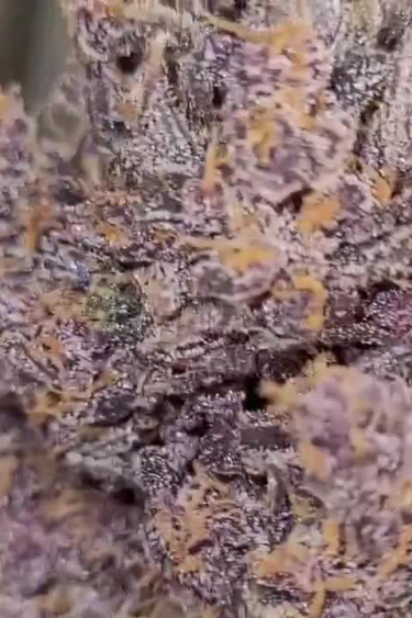 Purple Lemonade Auto