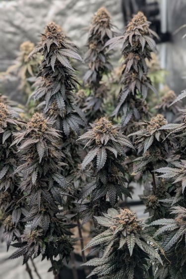 Instagram Papaya Sherbet