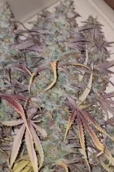 Apple Strudel Auto™