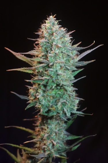 Apple Strudel Auto™