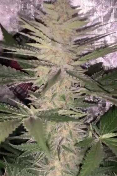 Strawberry Pie Auto