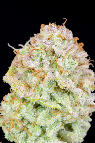 Instagram Strawberry Banana Auto