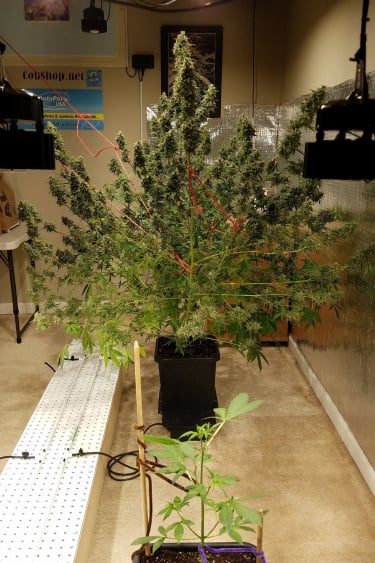 Instagram Green Crack Auto