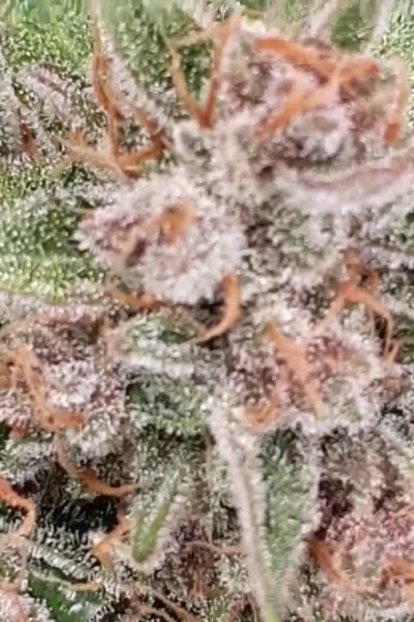 Ztrawberriez Auto