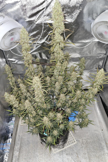 Instagram Papaya Cookies Auto