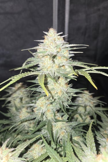 Instagram Frostbanger Auto