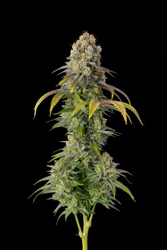 Instagram Mix Pack FF