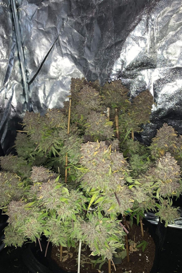 Instagram Gorilla Cookies Auto