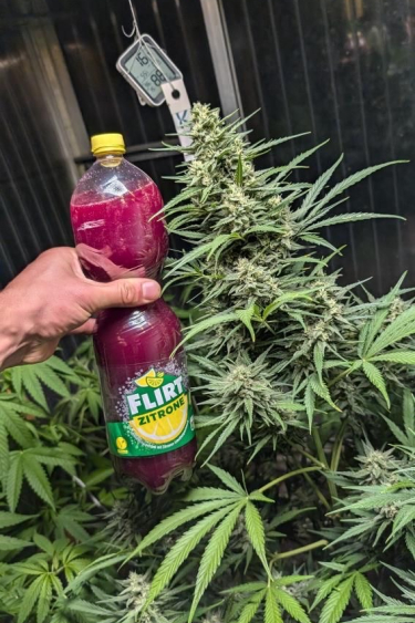 Instagram Big Bud Auto