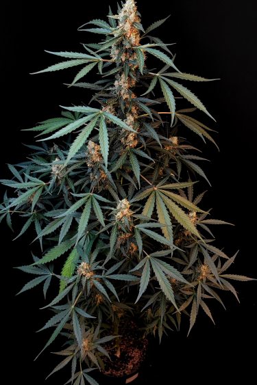 Instagram Northern Lights Auto