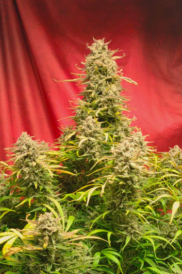 Instagram Strawberry Banana Auto