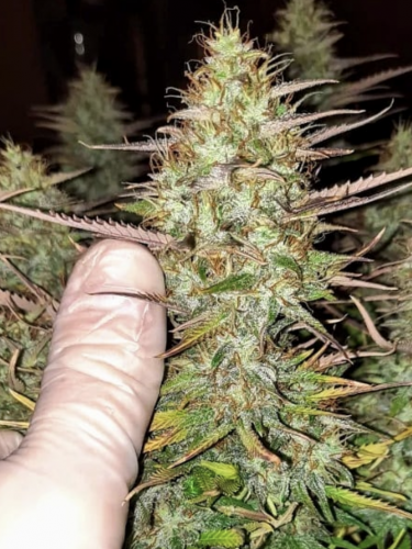 Instagram Green Crack Auto