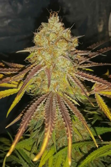 Instagram GG4 Sherbet FF