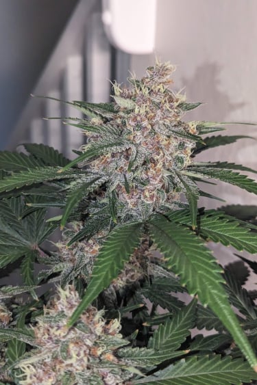 Instagram Strawberry Pie Auto