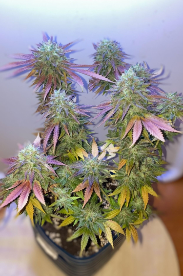 Instagram Wedding Cheesecake FF