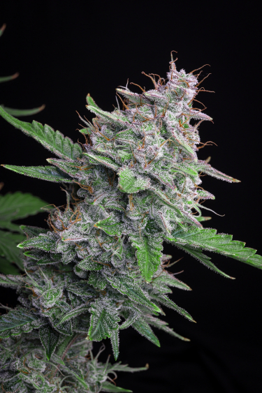 Instagram Sour Diesel Auto