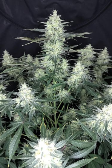 Instagram Gorilla Z Auto