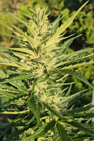 Strawberry Gorilla Auto