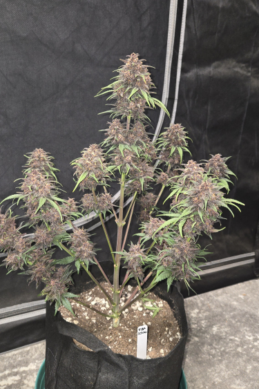 Instagram Purple Haze Auto