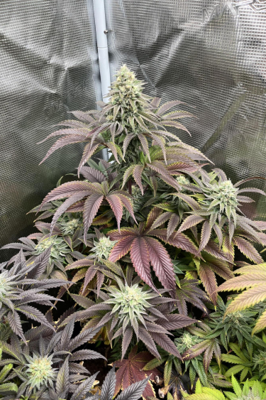 Instagram Rainbow Melon