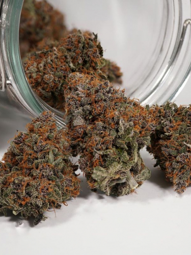 Instagram Purple Punch Auto