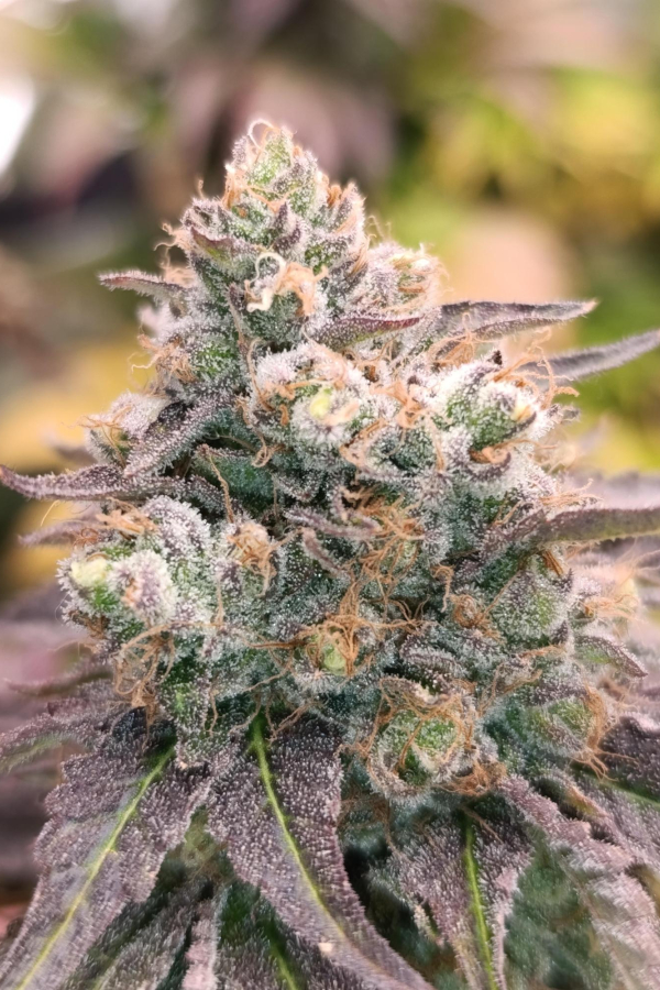 Instagram Lemon Cherry Runtz