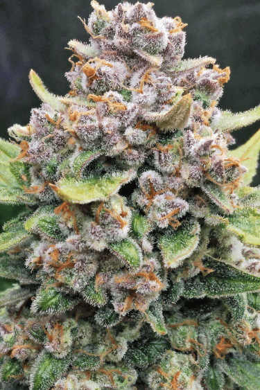 Instagram Papaya Cookies Auto