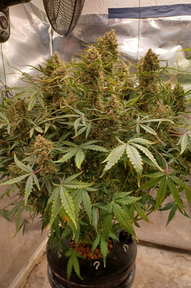 Instagram Guava Auto