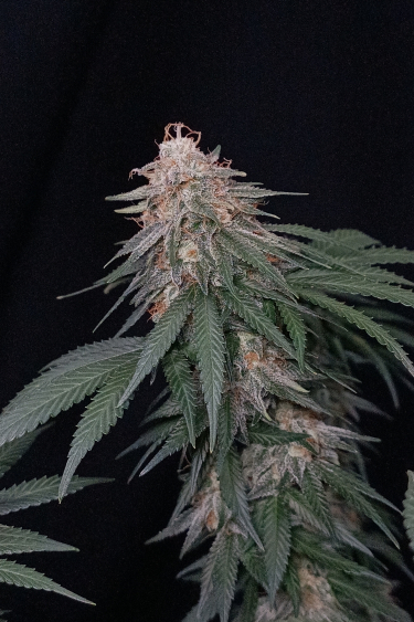 Instagram Orange Sherbet FF