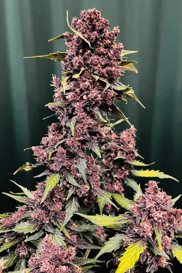 Instagram Purple Lemonade Auto