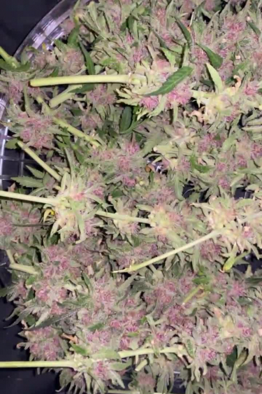 Tropicana Cookies Auto