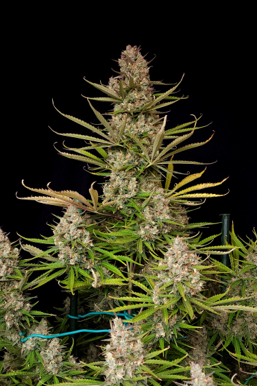 Instagram Pound Cake Auto