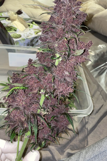 Instagram Purple Lemonade Auto