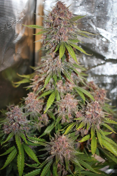 Instagram Lemon Cherry Cookies Auto