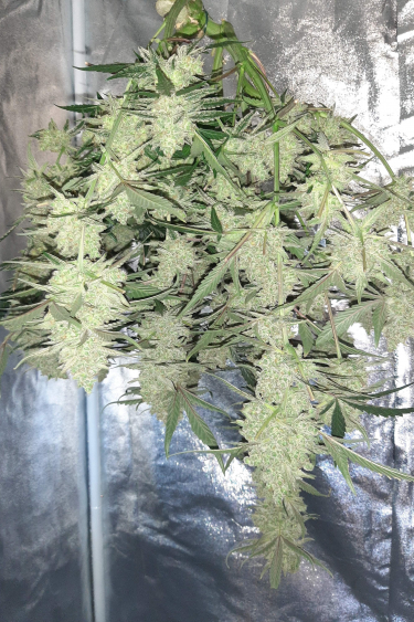 Instagram Gorilla Cookies Auto