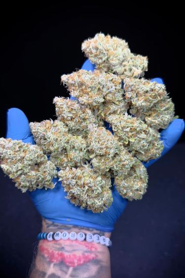 Instagram Guava Auto