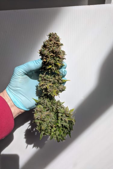 Instagram CBD Auto 201