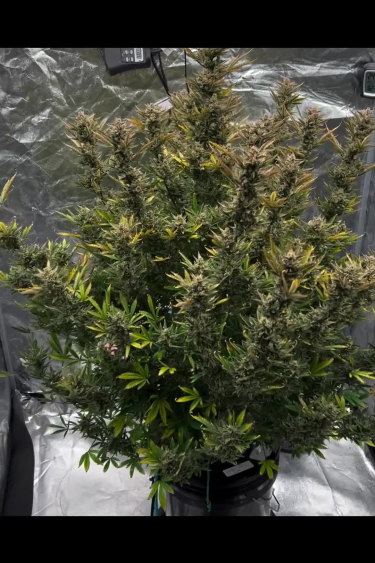 Lemon Pie Auto