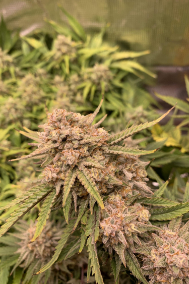 Instagram Six Shooter Auto