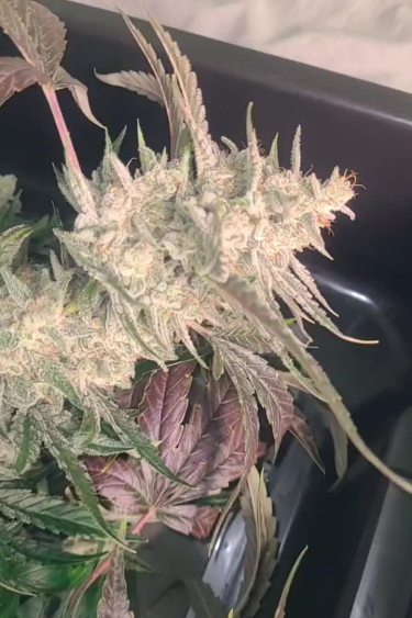 Guava Auto™