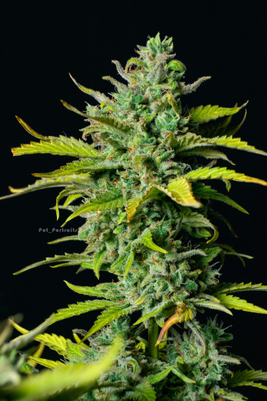 Instagram Smoothie Auto