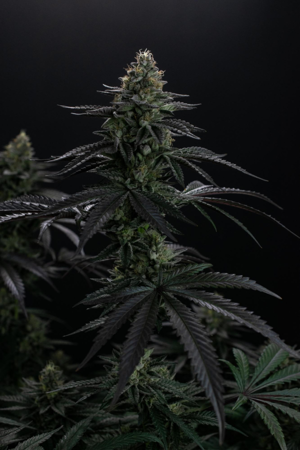 Instagram Biscotti Gelato