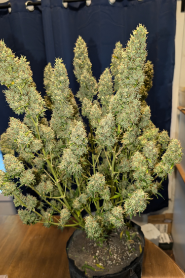 Instagram Guava Auto