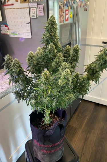 Instagram Trainwreck Auto