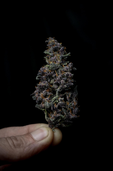 Instagram LSD25 Auto