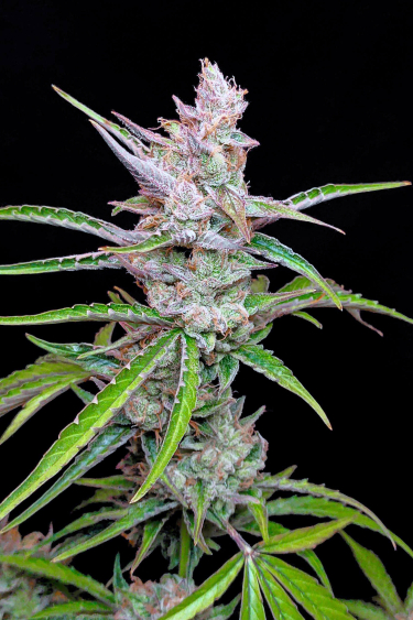 Instagram Moby Dick Auto