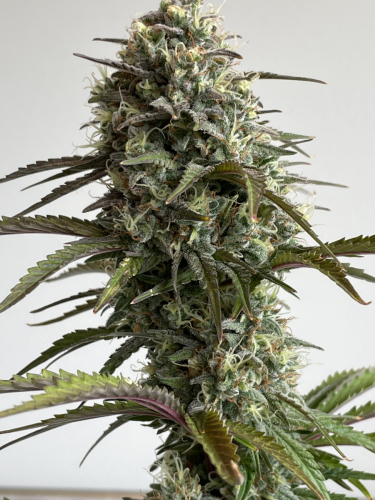 Instagram Skunk Auto